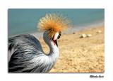 Crowned Crane
