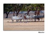 Scimitar - Horned Oryx