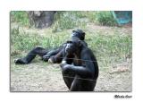 Chimpanzee