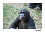 Chimpanzee