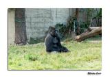 Gorilla