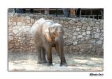 African Elephant