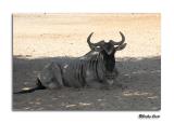 Gnu