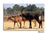 Nyala