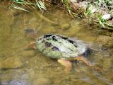 Turtle in the Humber River at Binder & Twine Park.