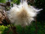 Flora at Binder & Twine Park
