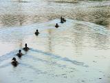 The birds....