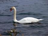 Grace & beauty.....at the Lakefront Promenade Marina.