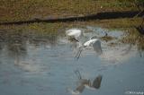 Great Egret in flight