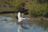 The Egret has Landed
