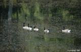 Geese on parade - softly