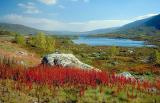 near Lom