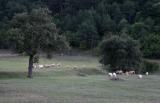 near Trebinje,flocks of sheep