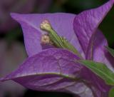Thunbergia grandiflora, Wroclaw botanical garden