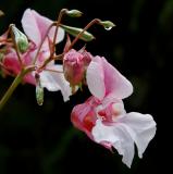 Impatiens glandulifera