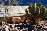 Copper Canyon, Mexico - 101.jpg