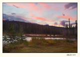 Jasper (_P9E5573.jpg