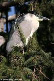 Black-crowned Night-Heron