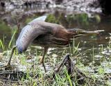 Green Heron