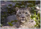 Snow Leopard 7