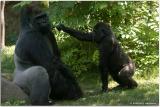 Congo 11