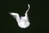 Gull after dive