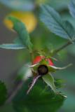 August 29: Hip rose