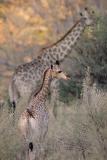 Cute little baby giraffe