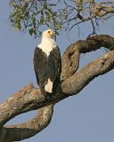 Fish Eagle