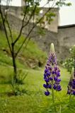 Slavonice: Castle Ruins and New Growth
