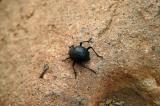 A bug at Sesriem