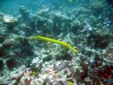 The Seychelles suffered massive bleaching of its coral reefs