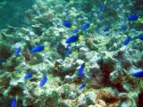 The Aquarium, off Beau Vallon Beach, Mahé Island