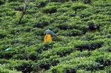 Tea Plantation, Chemin Forêt Noire