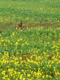 Red fox in a field of wildflowers, High Tatras National Park
