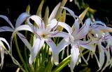 Lilies