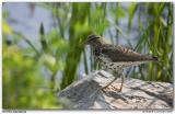 Chevalier grivelé / Spotted Sandpiper