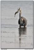 Grand héron / Great Blue Heron