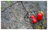 Rouge sur gris