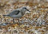Bécasseau sanderling / Sanderling
