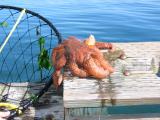Sea star, a fisherman's bane