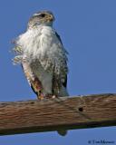 Ferruginous Hawk