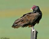 Turkey Vulture