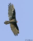 Turkey Vulture