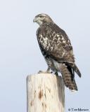 (Harlan's juv.) Red-tailed Hawk