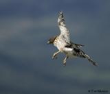 Cooper's Hawk