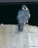 Peregrine Falcon