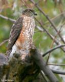 Sharp-shinned Hawk