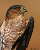 Sharp-shinned Hawk