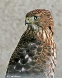 Cooper's Hawk
